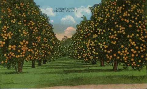 Color postcard of rows of orange trees in an Orlando grove