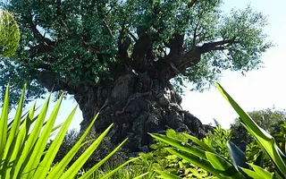 Tree of Life at Animal Kingdom