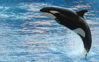An orca leaping out of the water at SeaWorld Orlando